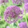 Violet Beauty Allium -Garden Care Sale allium violet beaut 3 cropped