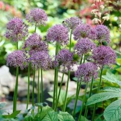 Violet Beauty Allium -Garden Care Sale allium violet beauty cropped
