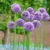 Gladiator Allium -Garden Care Sale alliumgladiator2 1