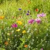 Dry Area Wildflower Seed Mix -Garden Care Sale allysum cosmos coreopsis red poppy meadow