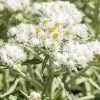 New Snow Pearly Everlasting (Anaphalis) -Garden Care Sale anaphalis margaritacea new snow close up