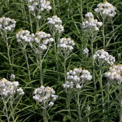 New Snow Pearly Everlasting (Anaphalis) -Garden Care Sale anaphalis margaritacea new snow many blooms