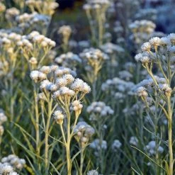New Snow Pearly Everlasting (Anaphalis) -Garden Care Sale anaphalis margaritacea new snow white