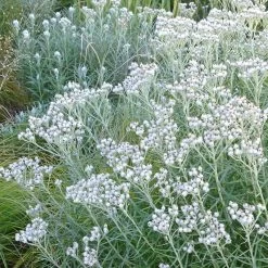 New Snow Pearly Everlasting (Anaphalis) -Garden Care Sale anaphalis margaritacea pearly everlasting chatfield white