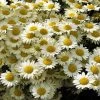 Susanna Mitchell Marguerite Daisy (Anthemis) -Garden Care Sale anthemis tinctoria 19981 2