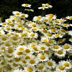 Susanna Mitchell Marguerite Daisy (Anthemis) -Garden Care Sale anthemis tinctoria 19981