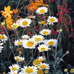 Susanna Mitchell Marguerite Daisy (Anthemis) -Garden Care Sale anthemis tinctoria susanna mitchell 3