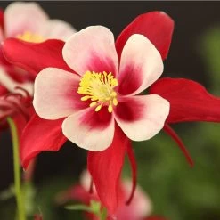 Red Hobbit Columbine -Garden Care Sale aquilegia caerulea red hobbit 1