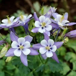 Rocky Mountain Columbine -Garden Care Sale aquilegia caerulea rocky mountai