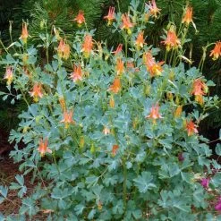 Arizona Columbine -Garden Care Sale aquilegia desertorum in flwr