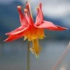 Arizona Columbine -Garden Care Sale aquilegia desertorum 1