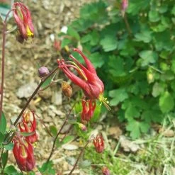 Little Lanterns Columbine -Garden Care Sale aquilegia little lanterns cropped 5 1
