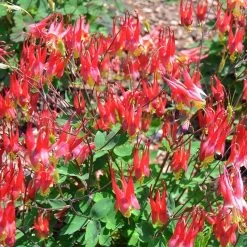 Little Lanterns Columbine -Garden Care Sale aquilegia little lanterns jf 1