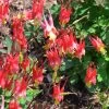 Little Lanterns Columbine -Garden Care Sale aquilegia little lanterns jf 2