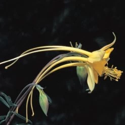 Swallowtail® Columbine -Garden Care Sale aquilegia species swallowtail 20822 2 web 1