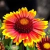 Arizona Sun Gaillardia -Garden Care Sale arizona sun gaillardia 1 2