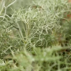 Seafoam Artemisia 9 Seafoam Artemisia -Garden Care Sale artemisia versicolor seafoam