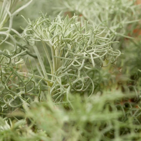 Seafoam Artemisia 6 Seafoam Artemisia - Image 4