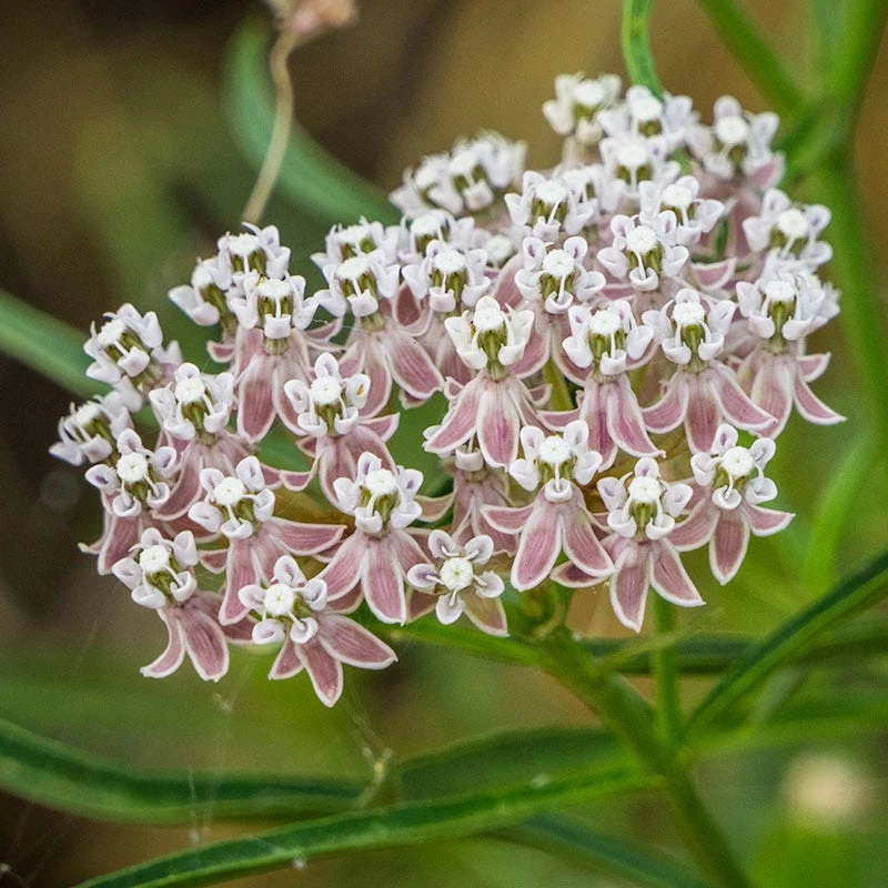 California Narrow Leaf Milkweed 3 California Narrow Leaf Milkweed