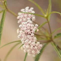 California Narrow Leaf Milkweed 10 California Narrow Leaf Milkweed -Garden Care Sale asclepias fascicularis 2