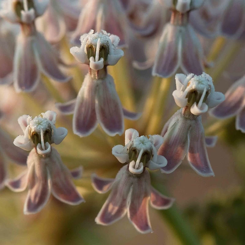 California Narrow Leaf Milkweed 7 California Narrow Leaf Milkweed - Image 5