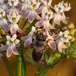 California Narrow Leaf Milkweed 14 California Narrow Leaf Milkweed -Garden Care Sale asclepias fascicularis santa monica trails council 3 cropped