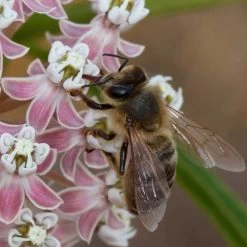 California Narrow Leaf Milkweed 12 California Narrow Leaf Milkweed -Garden Care Sale asclepias fascicularis santa monica trails council 4 cropped