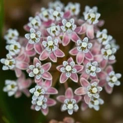 California Narrow Leaf Milkweed 11 California Narrow Leaf Milkweed -Garden Care Sale asclepias fascicularis santa monica trails council 5 cropped