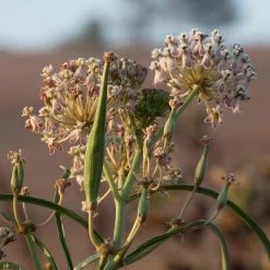 California Narrow Leaf Milkweed 15 California Narrow Leaf Milkweed -Garden Care Sale asclepias fascicularis santa monica trails council 6 cropped