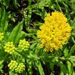 Hello Yellow Butterfly Weed -Garden Care Sale asclepias hello yellow milkweed