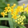 Hello Yellow Butterfly Weed -Garden Care Sale asclepias hello yellow milkweed