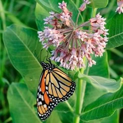Common Milkweed 11 Common Milkweed -Garden Care Sale asclepias syriaca 1