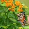 Butterfly Weed (Clay Form) 1 Butterfly Weed (Clay Form) -Garden Care Sale asclepias tuberosa monarch butterly hblbjxx