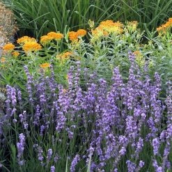 Sharon Roberts English Lavender 13 Sharon Roberts English Lavender -Garden Care Sale asclepias western gold mix lavandula angust sharon roberts 1