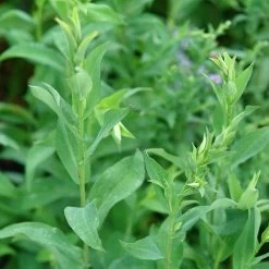 Bluebird Smooth Aster -Garden Care Sale ast laev bluebird foliage northcreek nurseries cropped