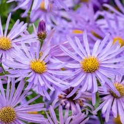Monch Frikart's Aster -Garden Care Sale aster x frikartii m nch flower close up