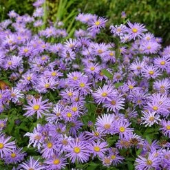 Monch Frikart's Aster -Garden Care Sale aster x frikartii m nch flowers garden