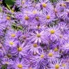 Monch Frikart's Aster -Garden Care Sale aster x frikartii m nch garden