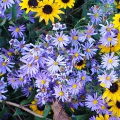 Bluebird Smooth Aster -Garden Care Sale aster bluebird with rudbeckia mt cuba closeup cropped