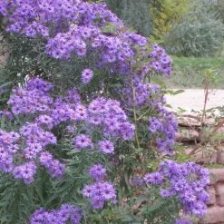 Professor Kippenberg New York Aster 7 Professor Kippenberg New York Aster -Garden Care Sale aster novi belgii professor kippenberg web