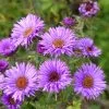 Purple Dome New England Aster 2 Purple Dome New England Aster -Garden Care Sale aster purple dome close up cropp
