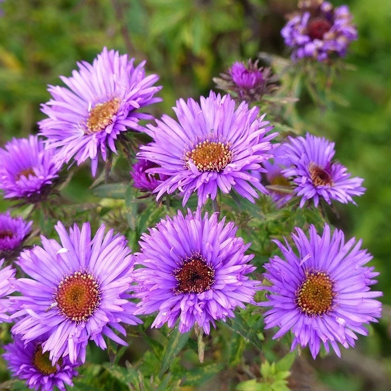 Purple Dome New England Aster 2 Purple Dome New England Aster