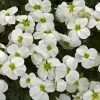 Axcent™ White Aubrieta 2 Axcent™ White Aubrieta -Garden Care Sale aubrieta axcent white 1