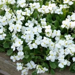 Axcent™ White Aubrieta -Garden Care Sale aubrieta axcent white 3