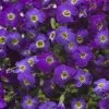 Axcent™ Deep Purple Aubrieta -Garden Care Sale axcent deep purple rock cress 1
