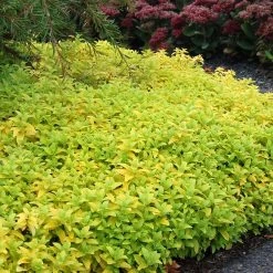 Aztec Gold Veronica -Garden Care Sale aztec gold veronica 2