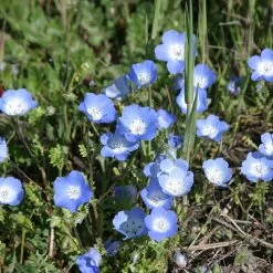 Alternative Lawn Wildflower Seed Mix -Garden Care Sale baby blue eyes 1