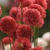 Ballerina Red Armeria 1 Ballerina Red Armeria -Garden Care Sale ballerina red armeria 1