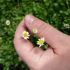 Miniature Mat Daisy (Bellium) -Garden Care Sale bellium minutum miniature