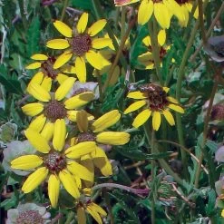 Mora County Chocolate Flower Mix (Berlandiera) -Garden Care Sale berlandiera chocolate flower 25391 2